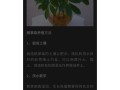 鹅掌柴养护全攻略（掌握鹅掌柴养殖诀窍，打造绿意盎然的家园）