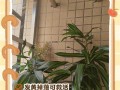 百合为何不长高掉叶子？（揭秘百合生长的奥秘与不易）