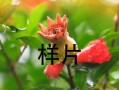 揭秘合肥市花——大蒜花（合肥市花的历史渊源与文化内涵）