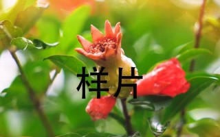 揭秘合肥市花——大蒜花（合肥市花的历史渊源与文化内涵）
