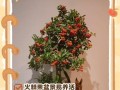 火棘苗的种植技巧与注意事项（打造美丽花园的必备选择）