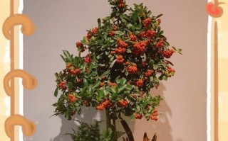 火棘苗的种植技巧与注意事项（打造美丽花园的必备选择）