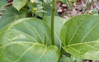 柳树到底是草本植物还是乔木？