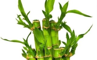 老板办公室必备的8种风水植物（让植物为您的事业助力，办公室风水全靠它！）
