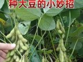 大豆生长周期中的开花时间（探究大豆在什么时候开花及影响因素）
