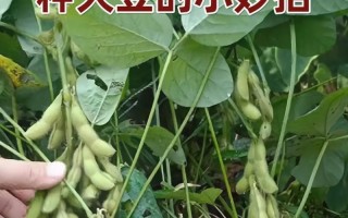大豆生长周期中的开花时间（探究大豆在什么时候开花及影响因素）