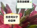 百合花的养殖方法与注意事项（如何种植百合花，养护百合花需要注意什么？）