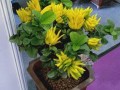 佛手适合种植的地方（探索佛手种植环境，让你的果园生机勃勃）
