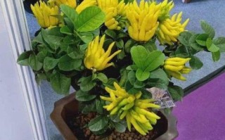 佛手适合种植的地方（探索佛手种植环境，让你的果园生机勃勃）