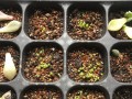 生石花种子的养殖方法详解（打造属于你的石头花园，从种子开始）