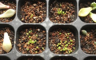 生石花种子的养殖方法详解（打造属于你的石头花园，从种子开始）