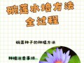 以碗莲种子怎么泡，从种植到开花，分享成功经验（碗莲种子的泡种方法及注意事项）