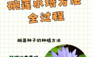 以碗莲种子怎么泡，从种植到开花，分享成功经验（碗莲种子的泡种方法及注意事项）
