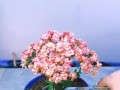 盆栽幼苗的成活判断方法（如何准确判断盆栽幼苗是否存活）