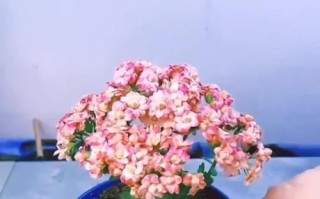 盆栽幼苗的成活判断方法（如何准确判断盆栽幼苗是否存活）