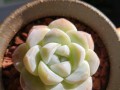 以冰灯玉露怎么施肥（打造健康生长的冰灯玉露，肥料是关键）