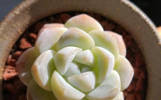 以冰灯玉露怎么施肥（打造健康生长的冰灯玉露，肥料是关键）