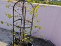 蜂蜜水浇花的神奇作用（探秘蜂蜜水如何为花草植物施肥）