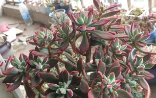 锦晃星老桩的家庭养殖技巧（以品质为根基，让锦晃星老桩生长茂盛）