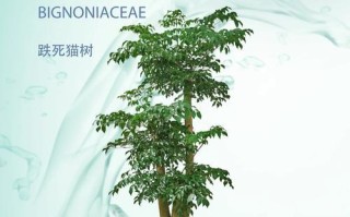 如何有效解决幸福树太湿的问题（幸福树的生长环境和水分管理关键）