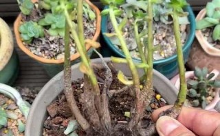 正确养护以兰草，让其健康茁壮（关键步骤、技巧和注意事项，全面指南帮助您培育美丽的以兰草）