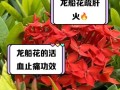 龙船花叶子碧绿，展示春意盎然（以生机勃勃的叶片，赏析龙船花的魅力）