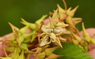 黄金菊草本还是木本？探讨黄金菊的植物类型以及特性