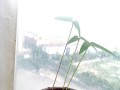 红豆苗盆景的养护技巧（打造迷人盆景，关键在于红豆苗的正确养护）