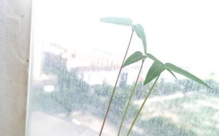 红豆苗盆景的养护技巧（打造迷人盆景，关键在于红豆苗的正确养护）