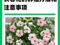 如何正确修剪长春花的枝叶（掌握正确技巧，让长春花更美丽茁壮）