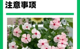 如何正确修剪长春花的枝叶（掌握正确技巧，让长春花更美丽茁壮）