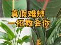 花卉养护期（掌握关键养护期，让花卉绽放更美的风采）