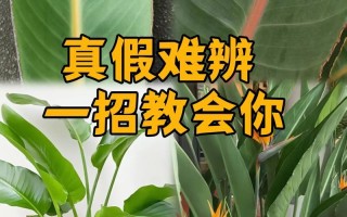 花卉养护期（掌握关键养护期，让花卉绽放更美的风采）