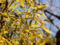 盼望的花开——象征希望的植物（草木萌动，春天的希望在生长）