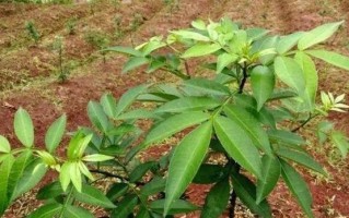 花椒树苗栽种最佳时间（掌握栽种时间，让花椒生长更健康）