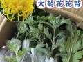 菊花种植指南（掌握菊花种植的方法和技巧，打造美丽花园）