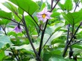 品味茄科之美——常见的茄科蔬菜品种介绍（探寻茄科蔬菜的种类和特点，让餐桌更加丰富多彩）