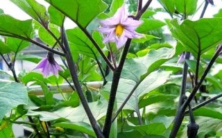 品味茄科之美——常见的茄科蔬菜品种介绍（探寻茄科蔬菜的种类和特点，让餐桌更加丰富多彩）