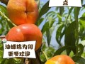 盆栽蟠桃的养护指南（打造居家福气，盆栽蟠桃如何养护？）