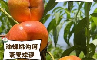 盆栽蟠桃的养护指南（打造居家福气，盆栽蟠桃如何养护？）
