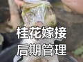 为什么嫁接桂花容易枯死？（分析嫁接桂花易枯死的原因及解决办法）