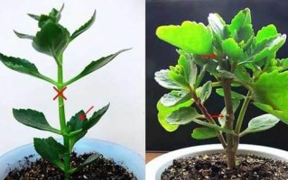 牵牛花摘心打顶的时间与方法（打造完美的牵牛花——摘心打顶的技巧与注意事项）