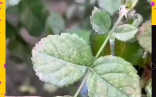 玫瑰花长红蜘蛛治疗指南（有效应对玫瑰花受害于长红蜘蛛的方法与技巧）