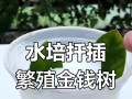 冬天如何繁殖金钱树（冬季金钱树繁殖技巧及注意事项）