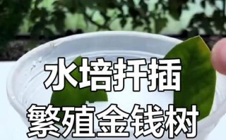 冬天如何繁殖金钱树（冬季金钱树繁殖技巧及注意事项）