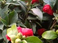 冬天茶花叶子为何会发红（解析冬天茶花叶子发红的原因和现象）
