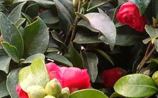 冬天茶花叶子为何会发红（解析冬天茶花叶子发红的原因和现象）