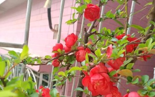 凉台小花的养护之道（打造美丽凉台，从细节关注开始）