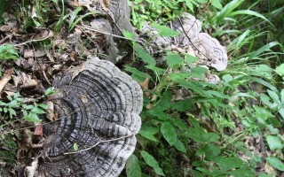 灵芝草的生长环境及特点（探究灵芝草的生态特征与适应能力）