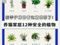 碧玉椒草的养殖技巧与注意事项（了解碧玉椒草的生态环境和养护要点，助您打造独特的绿色花园）